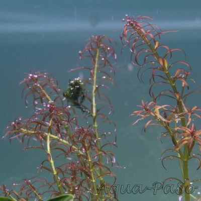 Rotala mexicana Goias