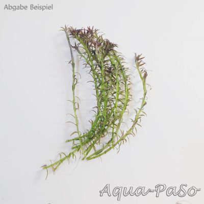 Rotala mexicana Goias