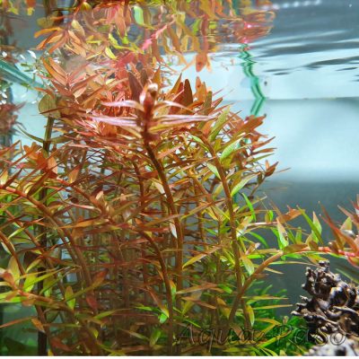 Rotala rotundifolia Orange Juice