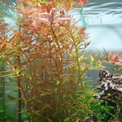 Rotala rotundifolia Orange Juice
