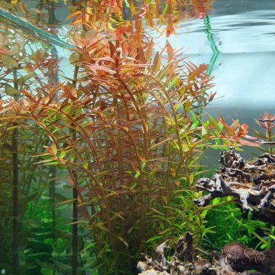 Rotala rotundifolia Orange Juice