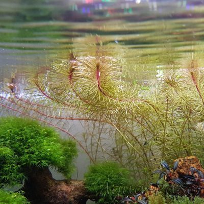 Rotala sp Cambodia