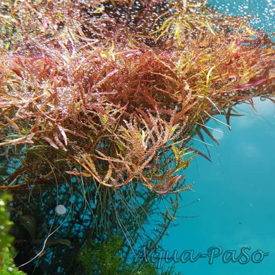 Rotala sp. Gia Lai H'Ra, Rotala sp. Gia Lai, Rotala sp. H'Ra