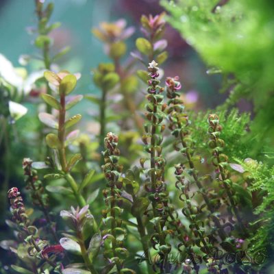 Rotala sp Pearl