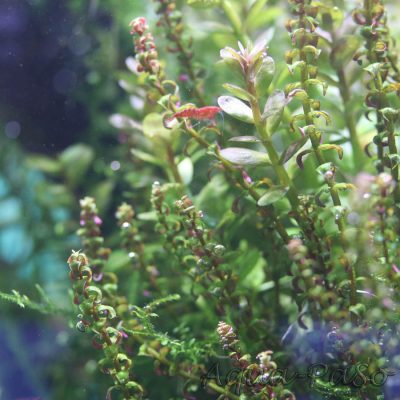 Rotala sp Pearl