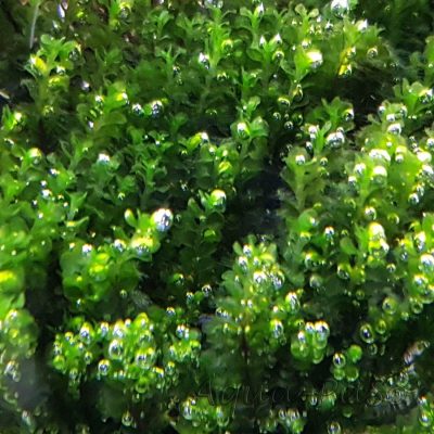 Solenostoma tetragonum