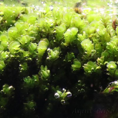 Solenostoma tetragonum