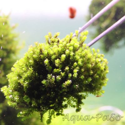 Solenostoma tetragonum