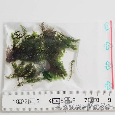 Solenostoma tetragonum