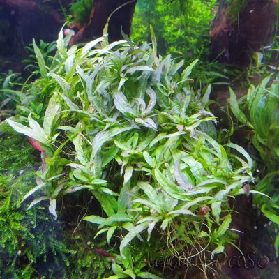 Staurogyne sp. Porto Velho