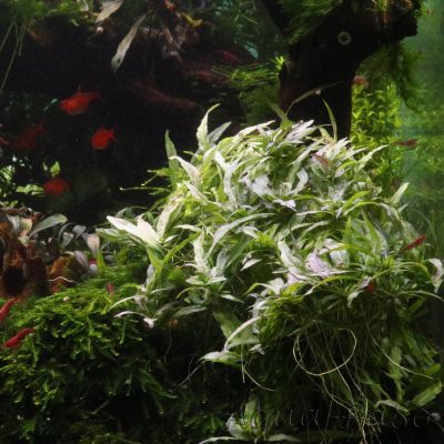 Staurogyne sp. Porto Velho