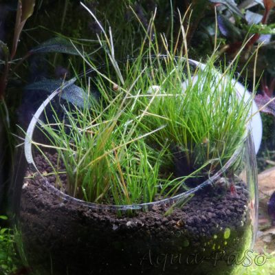 Trithuria lanterna, Eriocaulon Australia red