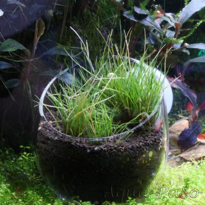 Trithuria lanterna, Eriocaulon Australia red