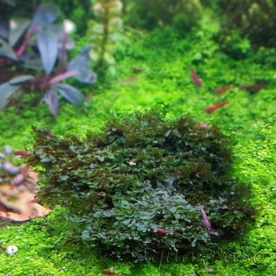 Loxogramme sp. Wave moss Microsorum pteropus Prothallium