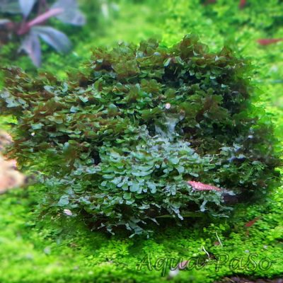 Loxogramme sp. Wave moss Microsorum pteropus Prothallium