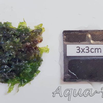 Loxogramme sp. Wave moss Microsorum pteropus Prothallium