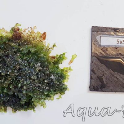 Loxogramme sp. Wave moss Microsorum pteropus Prothallium