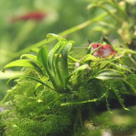 Anubias barteri var. nana Pangolino
