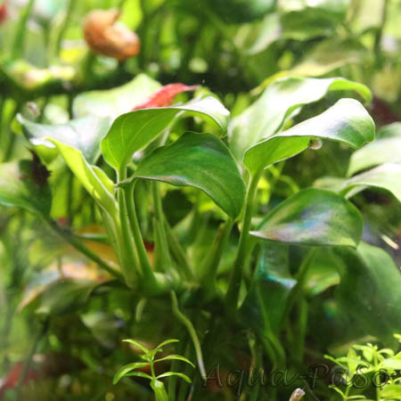 Anubias barteri var. nana Petite 