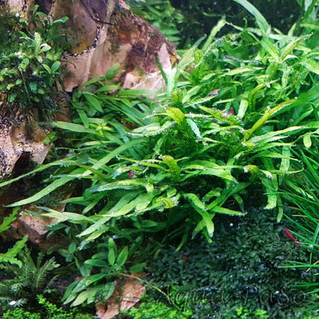 Mircosorum Mini Coral 