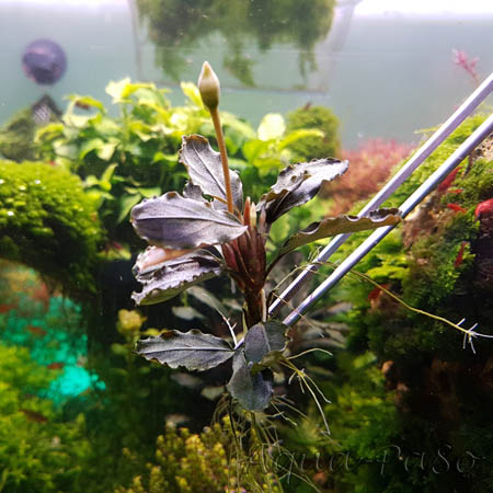 Bucephalandra Apple leaf 