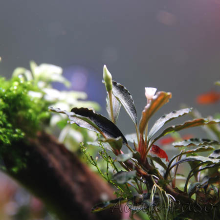 Bucephalandra Arrow head blue