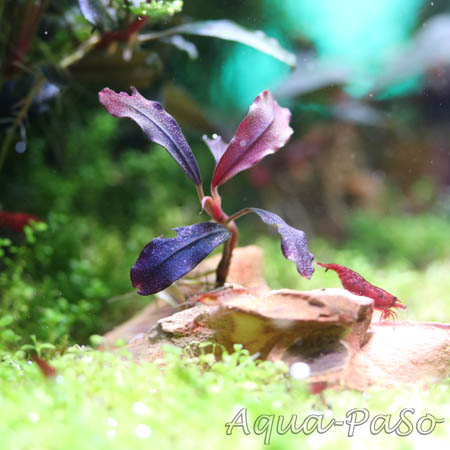 Bucephalandra Brownie Ghost 2011 