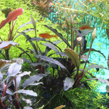 Bucephalandra Brownie Ghost