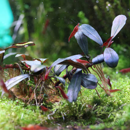 Bucephalandra Copi Susu 