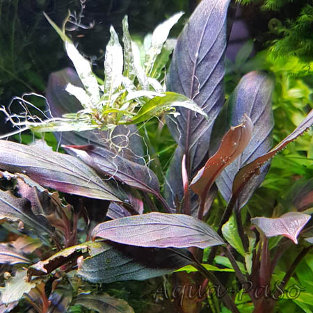 Bucephalandra Dark Achilles