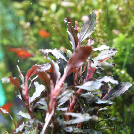Bucephalandra Brownie Ghost red