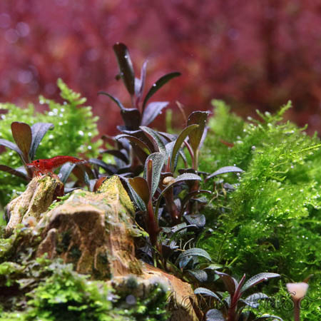 Bucephalandra Mini Coin
