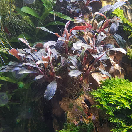 Bucephalandra Royal Blue 