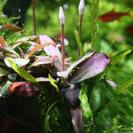 Bucephalandra motleyana braun rot 