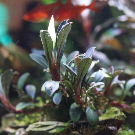 Bucephalndra pygmaea Kapit