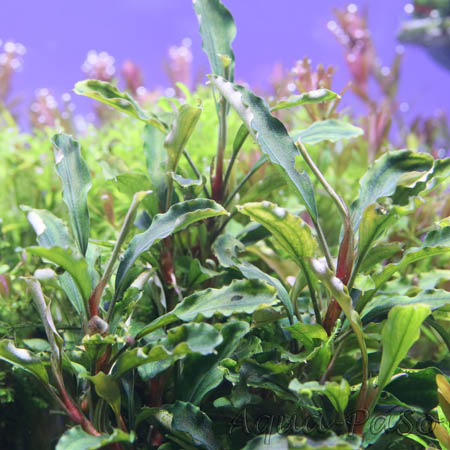 Bucephalandra sp. "Melawi"