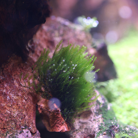 Raritäten Mooseübersicht