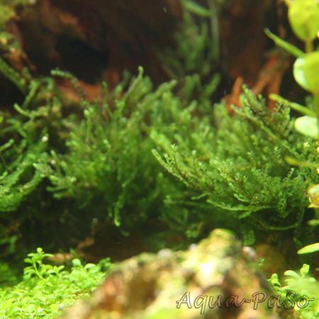 Jungermannia truncata