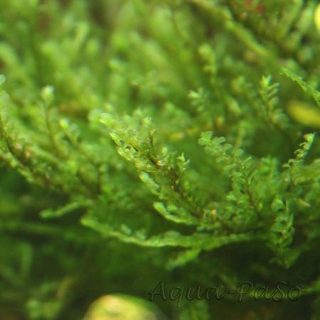 Jungermania truncata