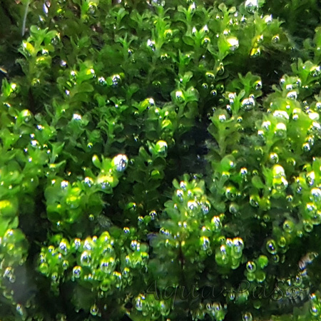 Solenostoma tetragonum 