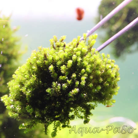 Solenostoma tetragonum 