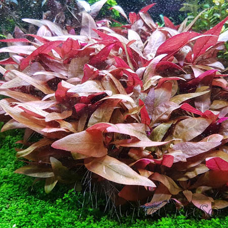 Alternanthera reineckii mini