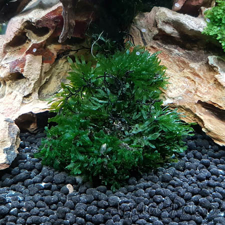 Crepidomanes cf malabaricum 