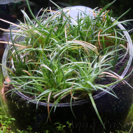 Eriocaulon sp. "Sulawesi"