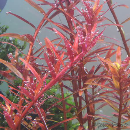Rotala sp. "Colorata"