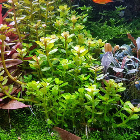 Rotala indica "Bonsai"
