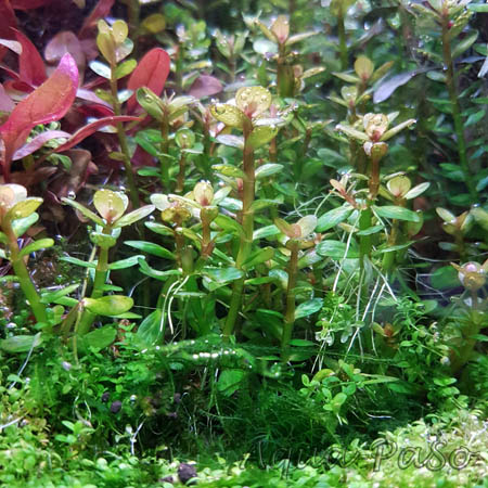 Rotala indica Bonsai