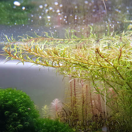 Rotala mexicana "Araguaia"