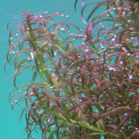 Rotala mexicana "Goias"