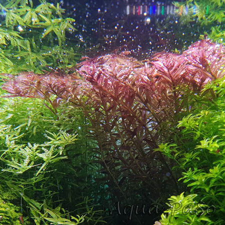 Rotala rotundifolia